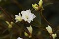 Rhododendron dauricum Arctic Snow Różanecznik